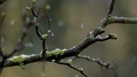CLOSE UP SHOT OF SNOW FALLING IN SLOW MOTION ONTO TREE BRANCH Stock Footage 126541432
