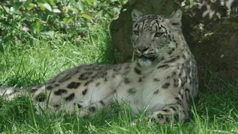 A close up shot of a snow leopard lying in the shade of a tree. 4K locked tripod Stock Footage 155519778
