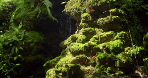 Close-up shot of soft green moss with warm sunlight creating a calm and fresh. Stock Footage 320318555