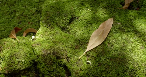 Close-up shot of soft green moss with warm sunlight creating a calm and fresh. Stock Footage 320318598