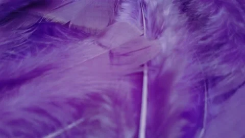 Close-up shot of soft purple feather surface. Stock Footage 233769221