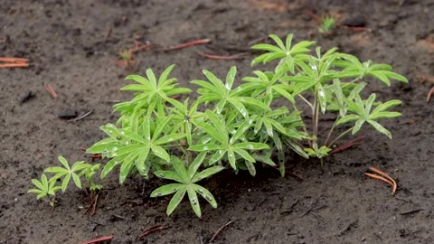 Close-up shot of some dew on a small plant in a burnt forest in Grand Lake, 動画素材 164126178
