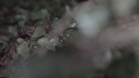 Close up shot of some Ivy on the edge of a cemetery. Stock Footage