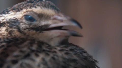 Close Shot of Some Kind of Bird Stock Footage 115504097