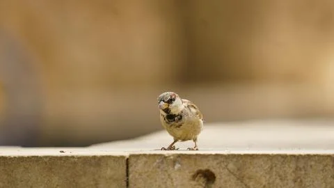 Close up shot of a sparrow Stock Photos