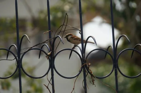 Close-up shot of a sparrow Foto stock