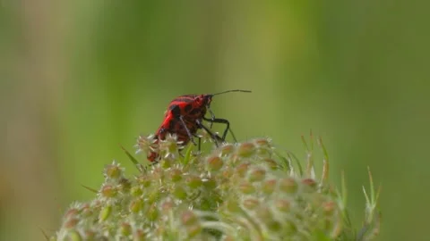 Close up shot of specific bug sitting on plant outdoors in wilderness Stock Footage 137472352
