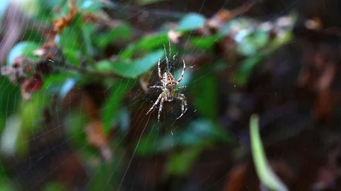 A close up shot of a spider Stock Footage 88488433