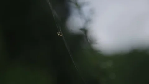 Close up shot of spider on his web Stockbeeldmateriaal 89326712