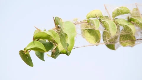 Close up shot of spider insect trap on leaves of desert plant Stock-Footage 150734116