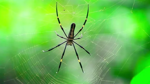 Close Up Shot of a Spider in its nest Stock Footage 264766840