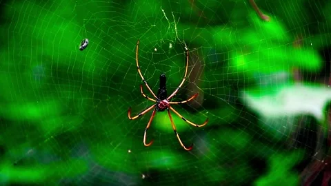 Close Up Shot of a Spider in its nest Stock Footage 264767734