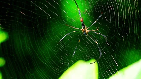 Close Up Shot of a Spider in its nest Stock Footage 264767780