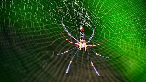 Close Up Shot of a Spider in its nest Stock Footage 264767925