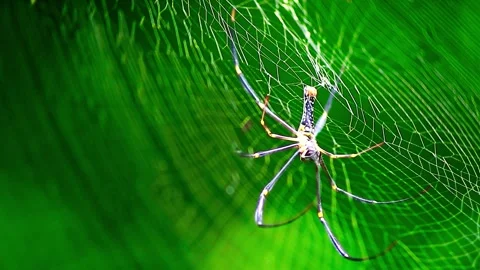 Close Up Shot of a Spider in its nest Stock Footage 264768050