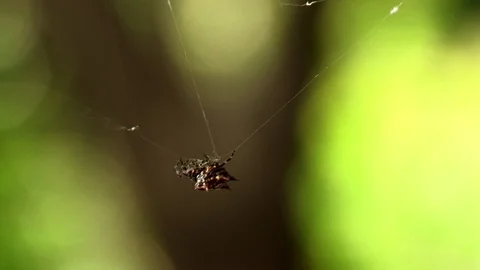 Close up Shot of Spider Making Web Video stock 86196618