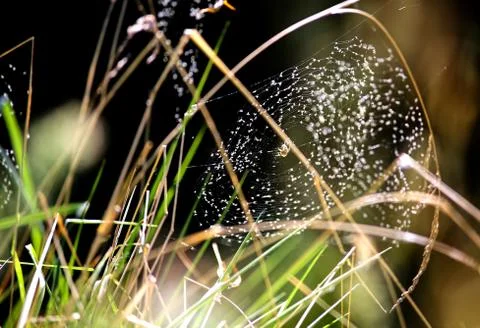 Close-up shot of a spider sitting in a web Stock Photos