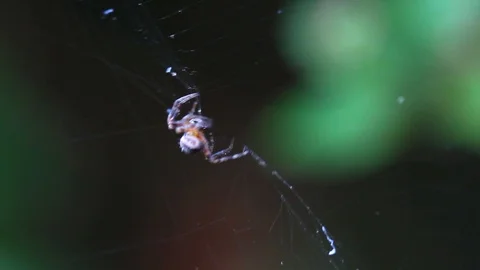 A close up shot of a spider spinning its prey Stock Footage 88488418