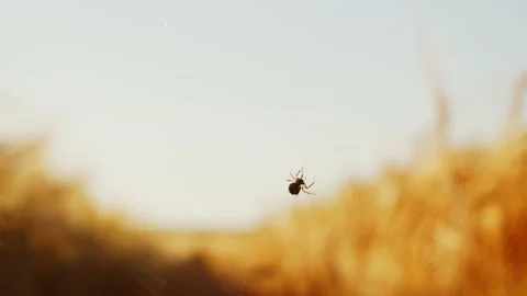 Close-up shot of a spider weaving its webs in the countryside. Cobweb in the Stock Footage 159862100
