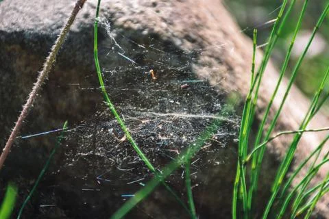 A close-up shot of a spider web between grass blades in a forest on a sunny d Stock Photos