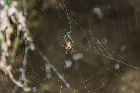 A close-up shot of a spider web with a spider at the center of it in a forest Stock Photos