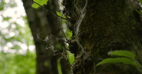 Close up shot of spider web on a tree bark in woods Stock Footage 260225035