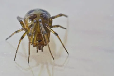 Close shot of a spider on a white surface Stock Photos
