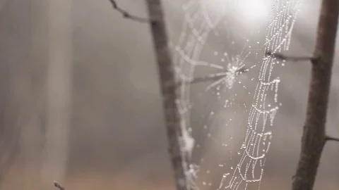 Close up shot of a Spiders Web with water droplets attached Video stock 82864489