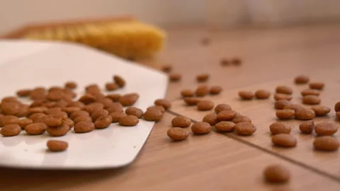 Close up shot of spilled kibble being swept up from a wooden floor. Vídeos de archivo 332263455