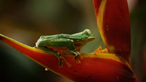 Close up shot of splendid leaf frog sitting on leaf, Costa Rica Vidéo 123728560