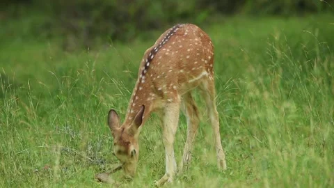 Close up shot of spotted deer or chital or axis axis eating shed antler Video stock 145282786