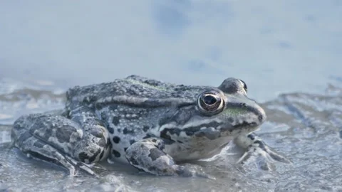 A close-up shot of a spotted green frog sitting still in the mud by the wate Stock Footage 340870398