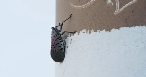 Close Up Shot of Spotted Lanternfly on Painted Surface Stock Footage 345926341