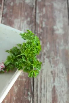 Close up shot of a sprig of flat head parsley Stock Photos