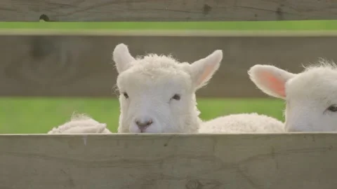Close up shot of spring lambs in a pen Video stock 159680728