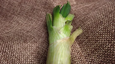 Close-up shot of a spring onion on a brown plank Stock Footage 182045734