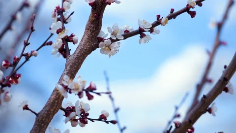Close-up shot of springtime apricot tree blossoms swaying in the wind, blue s Video stock 152253215