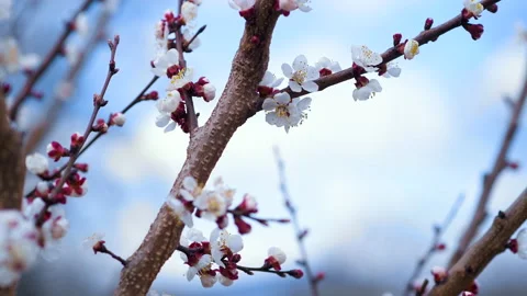 Close-up shot of springtime apricot tree blossoms swaying in the wind, blue s Video stock 152253440