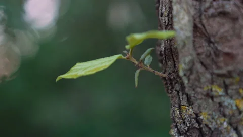 Close up shot of a sprout on the tree trunk. tracking shot Stock Footage 147033081
