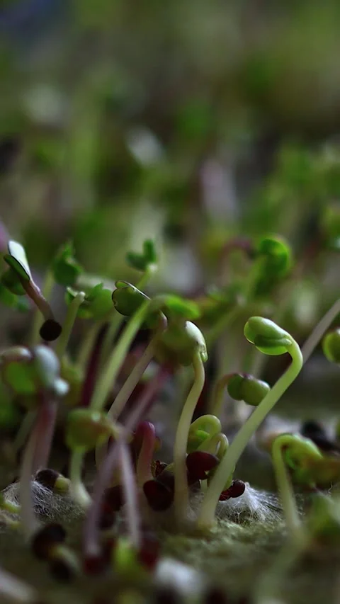 Close-up shot of sprouting seeds in a tray, ideal for gardening and agricul.. 库存影片 344158472