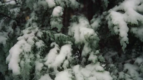 Close-up shot of spruce branches covered with snow Stock Footage 167883036