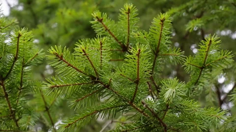 Close shot of spruce pine tree filmed in slow motion. Version 4 Stock Footage 293069063