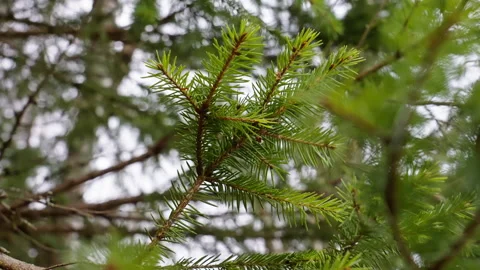 Close shot of spruce pine tree filmed in slow motion. Version 2 Stock Footage 293069064