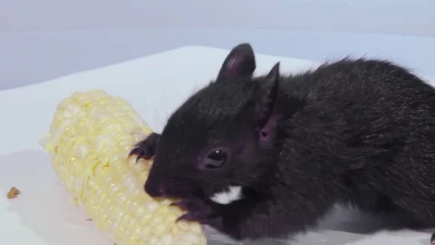 Close shot squirrel eating corn facing left Stock Footage 75764131
