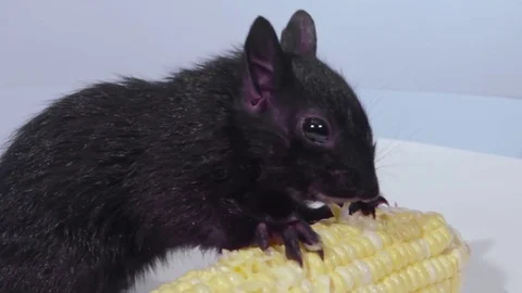 Close shot squirrel eating corn facing right Stock Footage 75764481