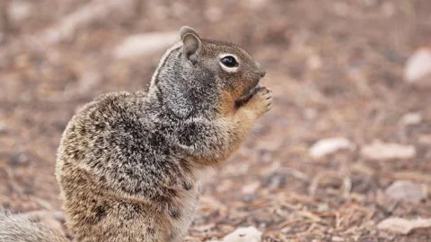 Close up shot of a squirrel eating in slow motion in 4k Stock Footage 340127838