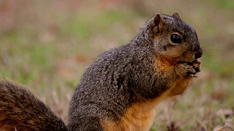 A close-up shot of a squirrel exploring the grass, finding food Stock Footage 88488467