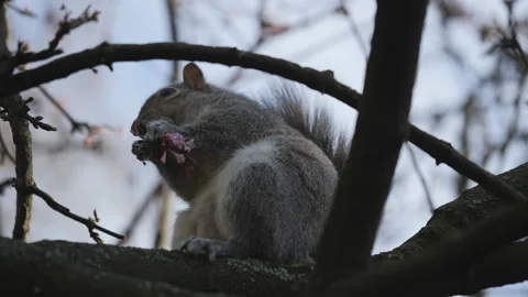 A close up shot of a squirrel feeding on a tree branch. Stock Footage 231272480