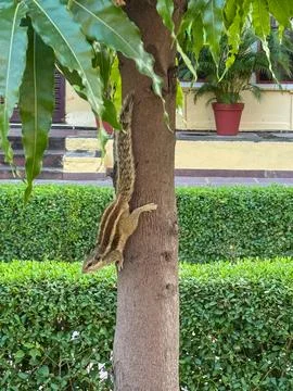 A close up shot of a squirrel getting down of a tree Stock Photos