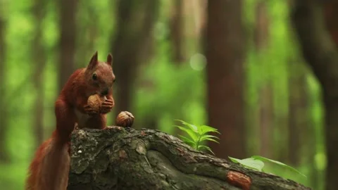 Close-up shot of a squirrel with nuts in the forest. 스톡 동영상 165768996